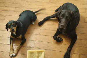 Chief Happiness Officers at 3Buy Solar providing professional support to European solar installers, EPC companies, and energy storage resellers purchasing solar panels, solar inverters, and solar battery systems.